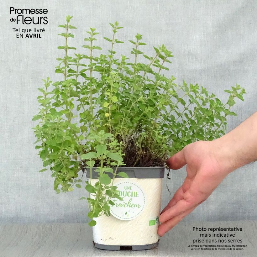 Spécimen de Origan - Marjolaine vivace en plant BIO Pot de 1L./1.5L. tel que livré au printemps