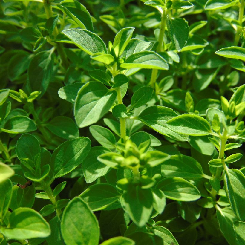 Origanum vulgare 'Compactum' - Origan compact - Plante comestible