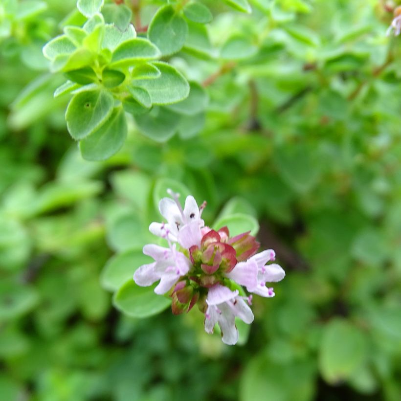 Origan - Origanum vulgare Compactum (Floraison)