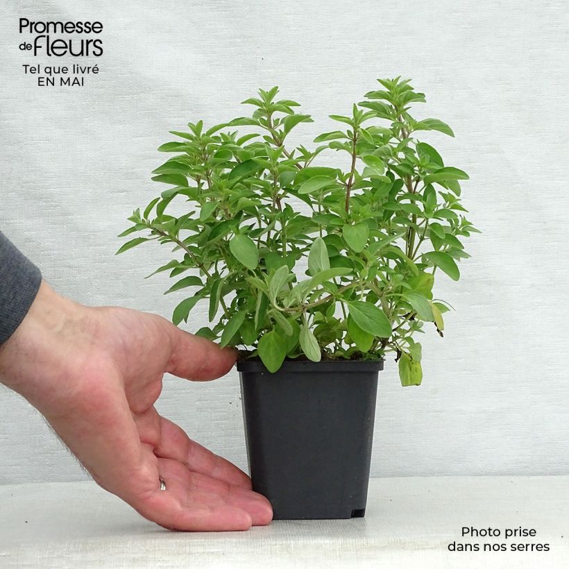 Spécimen de Origan - Origanum vulgare Compactum Godet de 9cm tel que livré au printemps