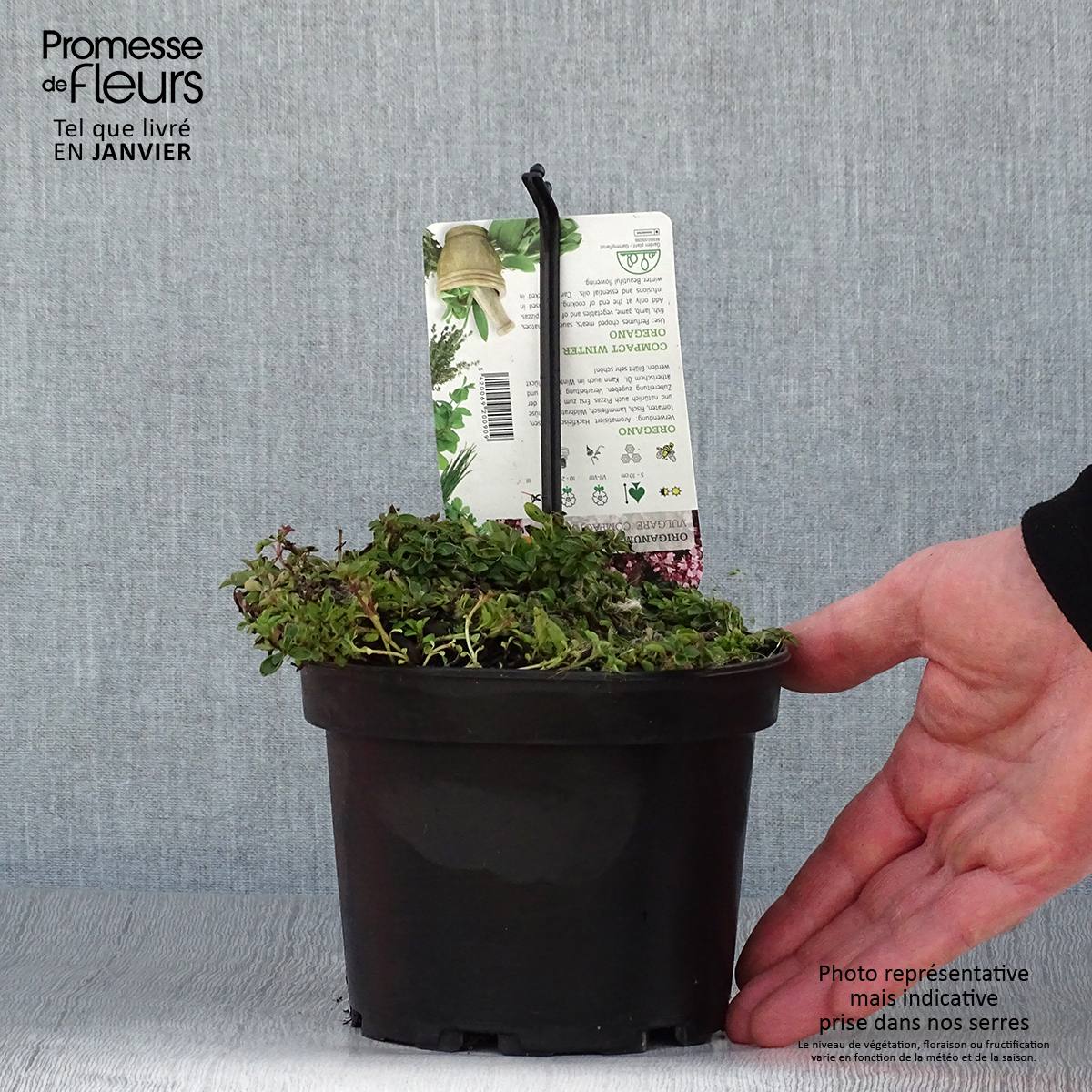 Lot De 3 Plants D'origan Vulgaire Compactum - Plante Aromatique Résistante Au Froid, Pot 9x9 Cm, Hauteur 10-20 Cm