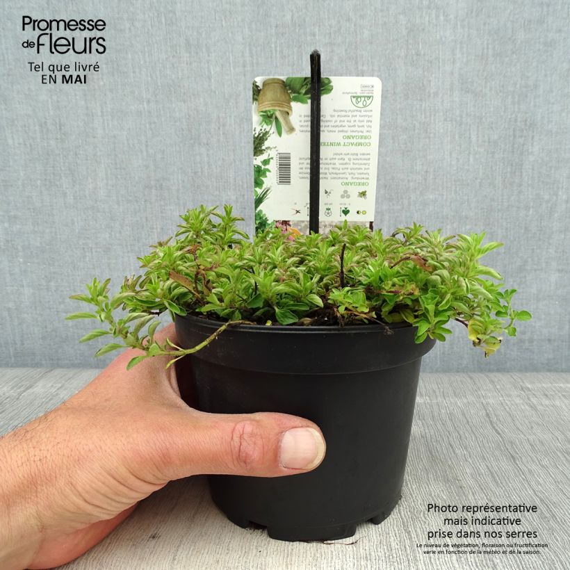 Spécimen de Origan - Origanum vulgare Compactum pot de 1.5L/2L tel que livré au printemps