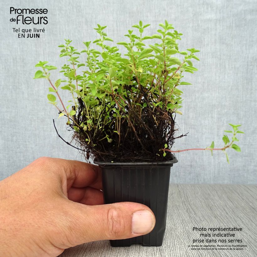 Spécimen de Origan - Origanum vulgare - Marjolaine vivace tel que livré en été