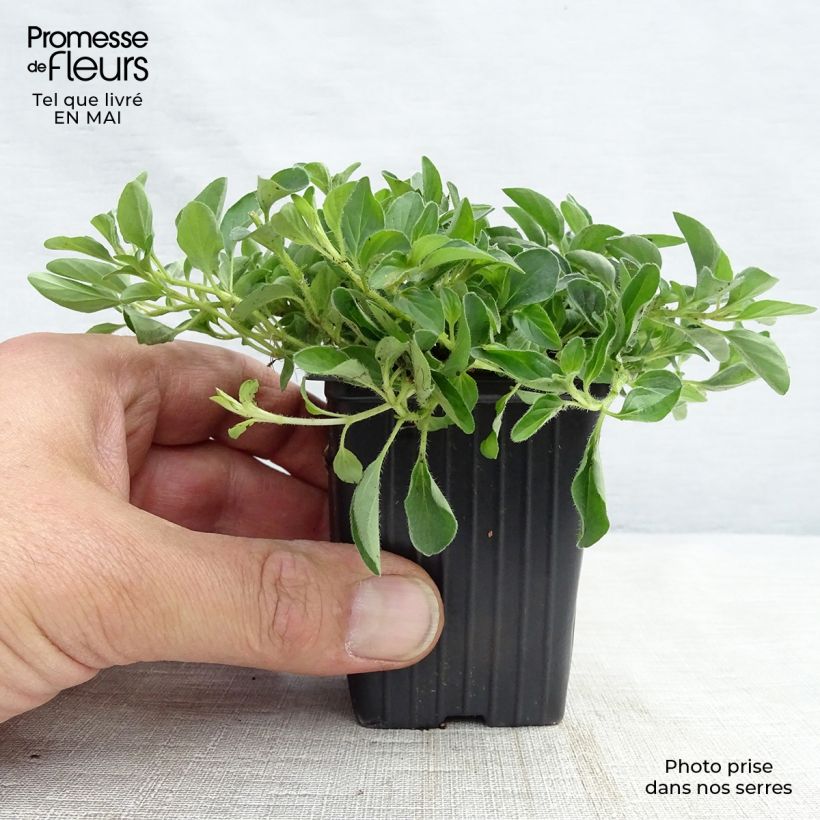 Spécimen de Origan - Origanum vulgare - Marjolaine vivace tel que livré au printemps