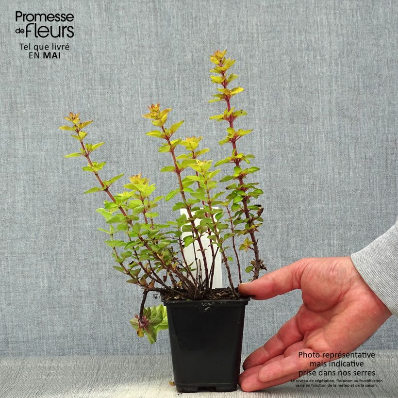Spécimen de Origan doré Norton Gold - Origanum vulgare Godet de 8/9 cm tel que livré au printemps