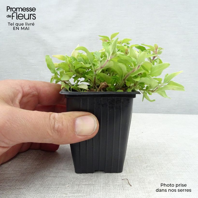 Spécimen de Origan doré - Origanum vulgare Aureum Godet de 8 cm tel que livré au printemps