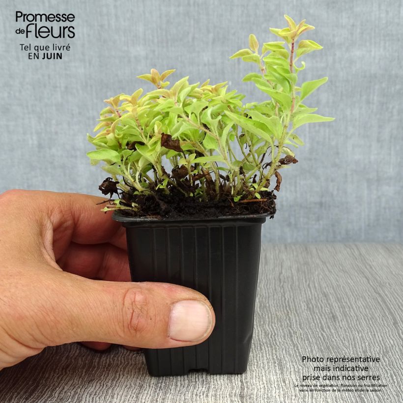 Spécimen de Origan doré - Origanum vulgare Aureum Godet de 7/8 cm tel que livré en été