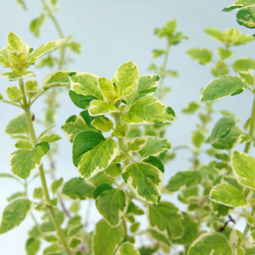 Origan panaché - Origanum vulgare Country Cream (Feuillage)