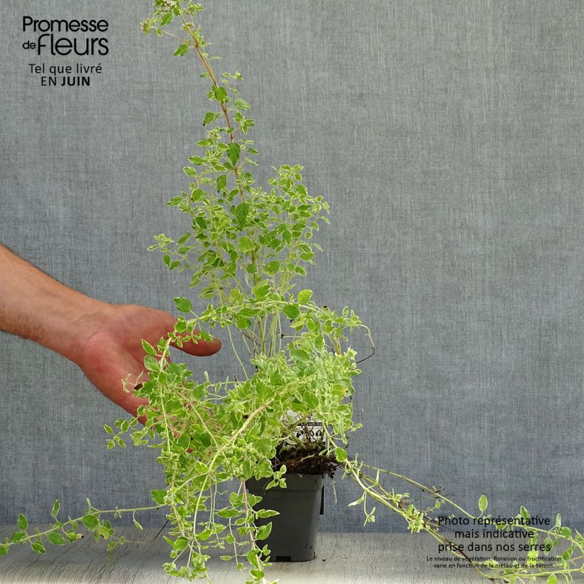 Spécimen de Origan panaché - Origanum vulgare Country Cream Godet de 8/9 cm tel que livré en été