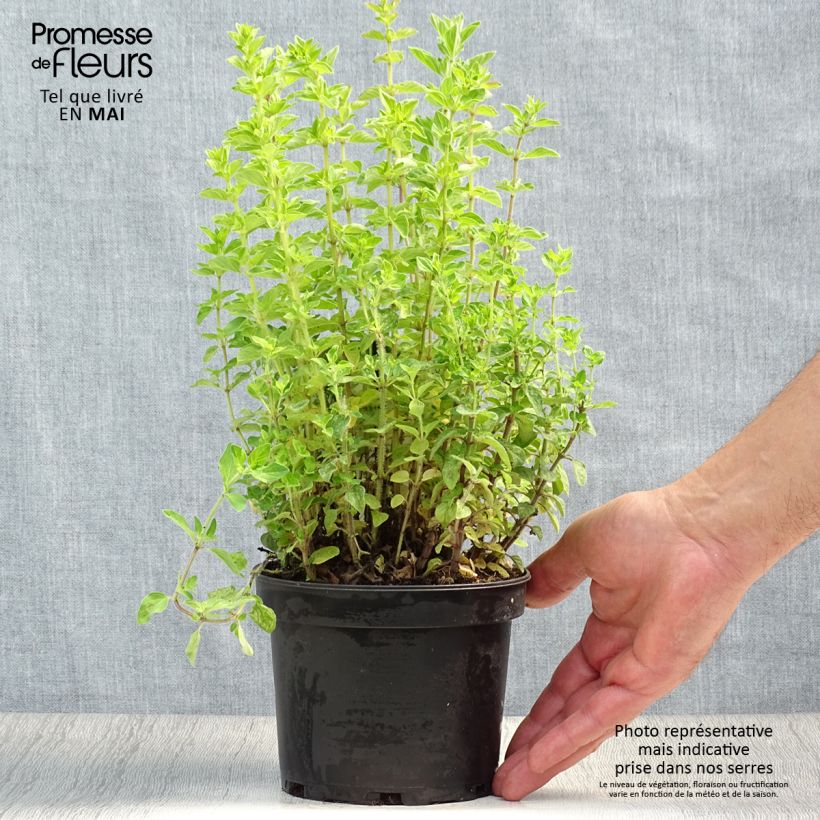 Spécimen de Origan vert ou grec - Origanum heracleoticum (vulgare subsp. hirtum) Pot de 1,5L/2L tel que livré au printemps