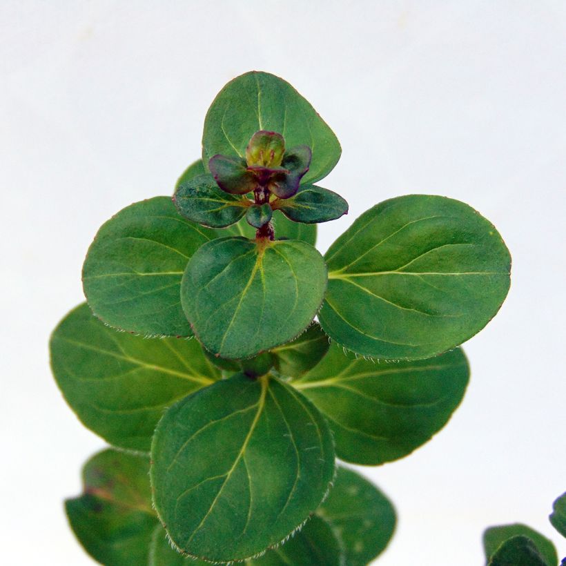 Origanum hybride Rosenkuppel, Origan, Marjolaine (Feuillage)