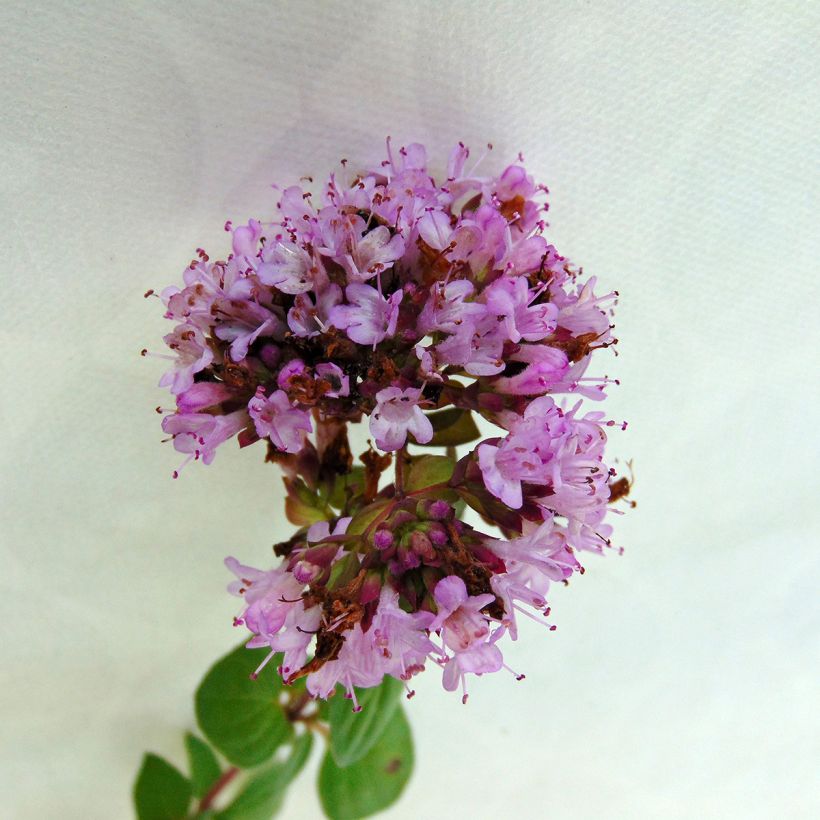 Origanum hybride Rosenkuppel, Origan, Marjolaine (Floraison)