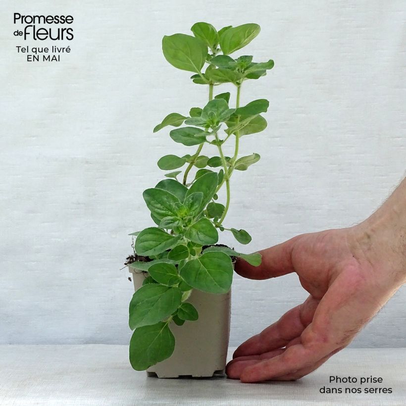 Spécimen de Origanum hybride Rosenkuppel, Origan, Marjolaine Godet de 9cm tel que livré au printemps