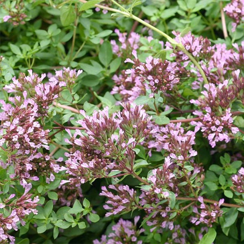 Origanum laevigatum Herrenhausen -  Origan pourpre - Marjolaine (Floraison)