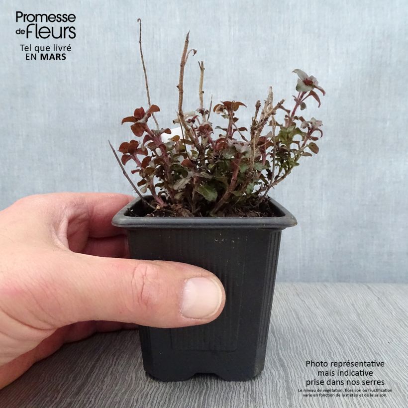 Spécimen de Origanum laevigatum Herrenhausen -  Origan pourpre - Marjolaine Godet de 8/9cm tel que livré au printemps