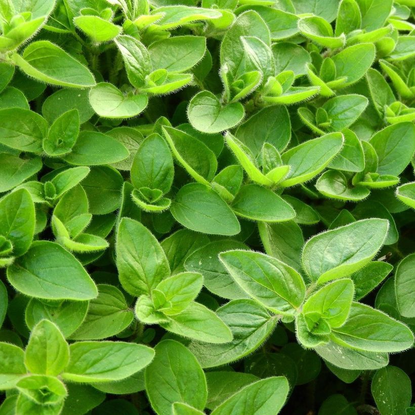 Marjolaine pizza - Origanum majorana (Feuillage)