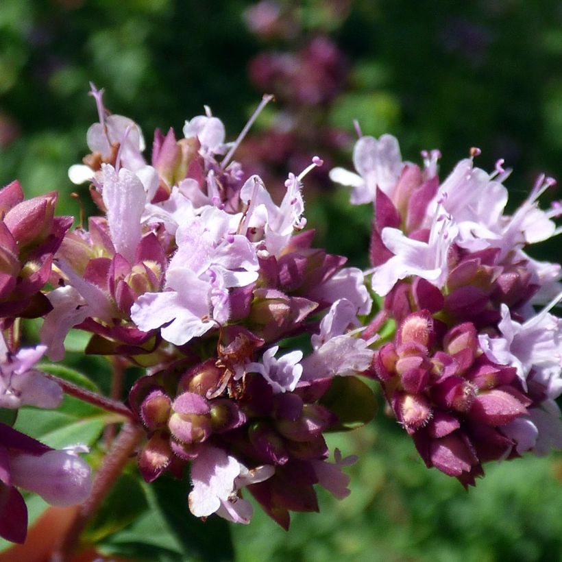 Marjolaine pizza - Origanum majorana (Floraison)