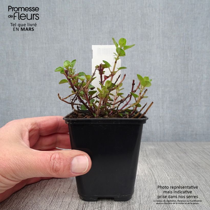 Spécimen de Origanum majorana Pagoda Bells Godet de 8/9 cm tel que livré au printemps
