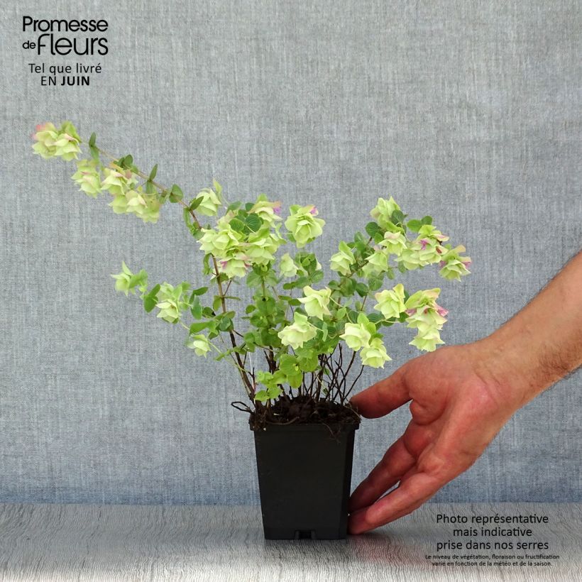 Spécimen de Origanum rotundifolium Kent Beauty - Origan, Marjolaine Godet de 8/9 cm tel que livré en été