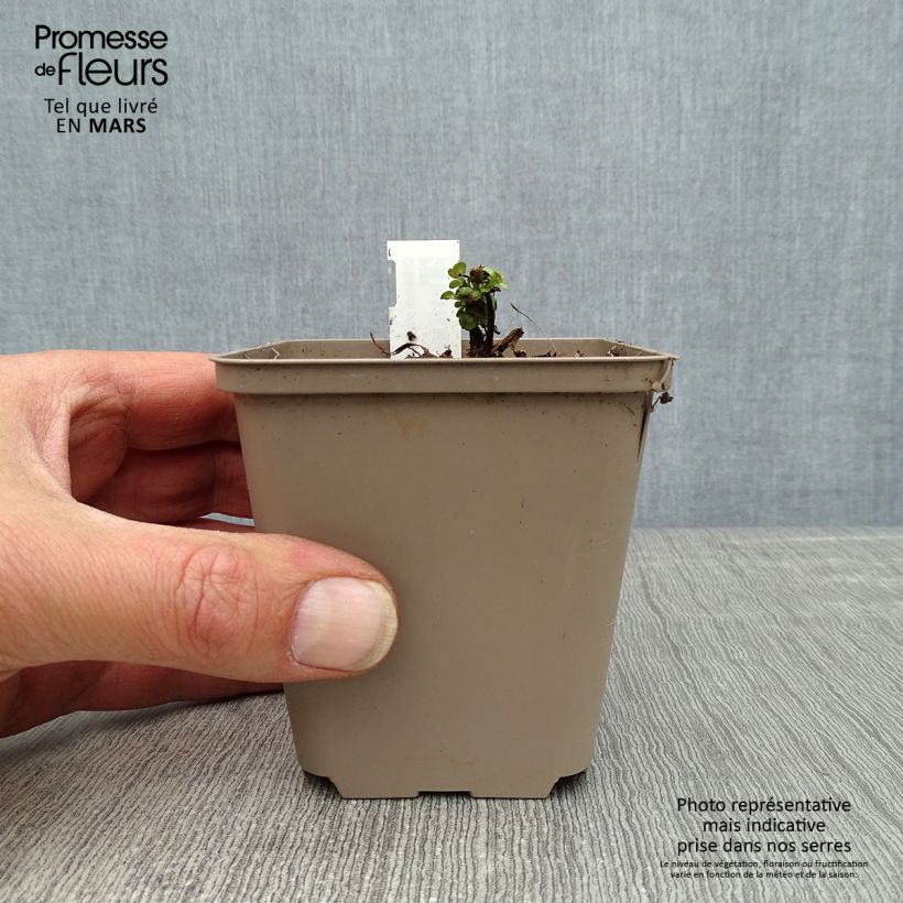Spécimen de Origanum rotundifolium Kent Beauty - Origan, Marjolaine Godet de 9cm tel que livré au printemps