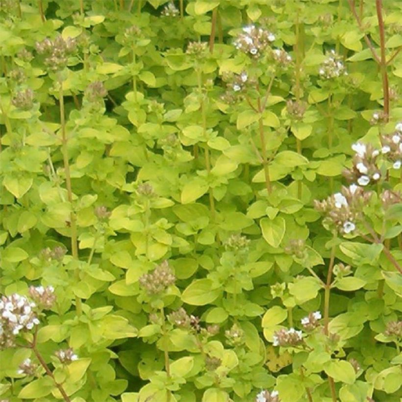 Origan doré - Origanum vulgare Aureum (Feuillage)