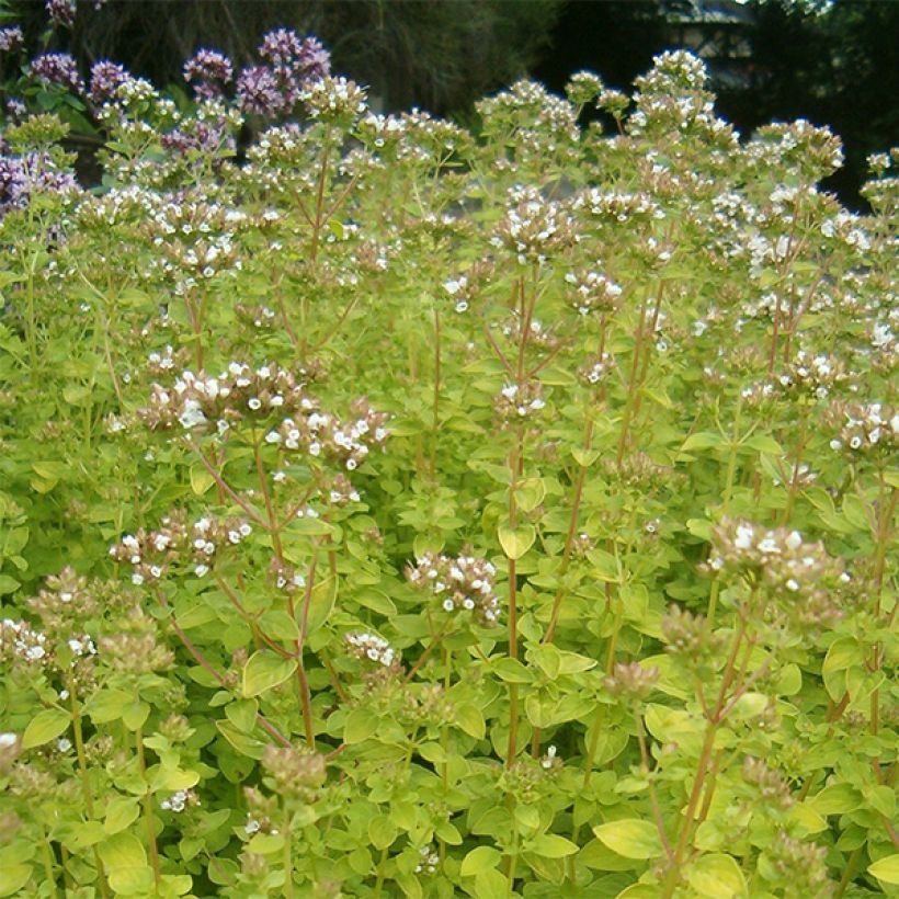 Origan doré - Origanum vulgare Aureum (Floraison)