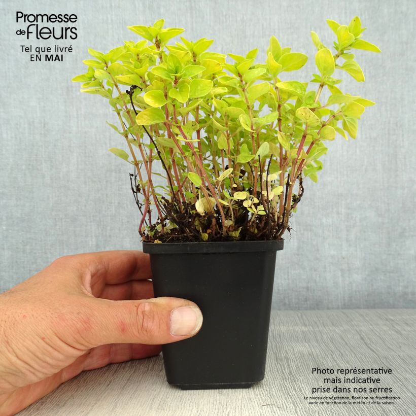 Spécimen de Origanum vulgare Thumbles Variety - Origan commun doré - godet de 8/9cm tel que livré au printemps