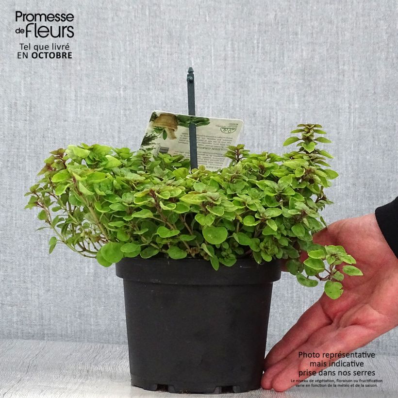 Spécimen de Origanum vulgare Thumbles Variety - Origan commun doré Pot de 1,5L/2L tel que livré en automne
