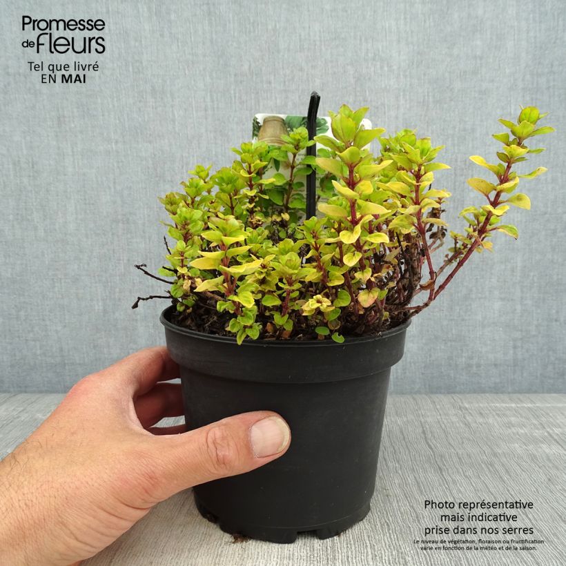 Spécimen de Origanum vulgare Thumbles Variety - Origan commun doré - pot de 1.5L/2L tel que livré au printemps