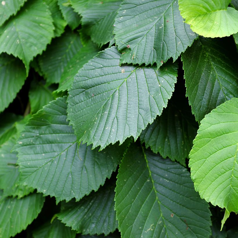 Orme à petites feuilles - Ulmus glabra Pendula (Feuillage)