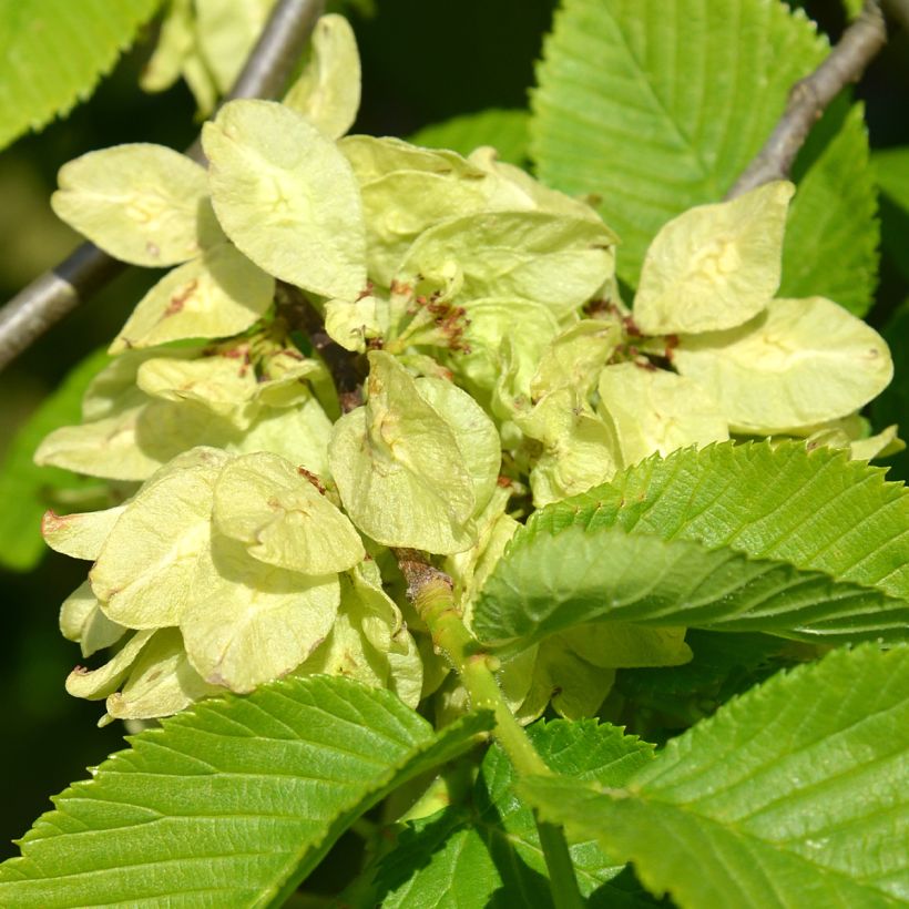 Orme à petites feuilles - Ulmus glabra Pendula (Floraison)