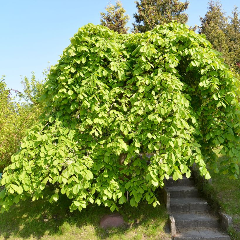 Orme à petites feuilles - Ulmus glabra Pendula (Port)