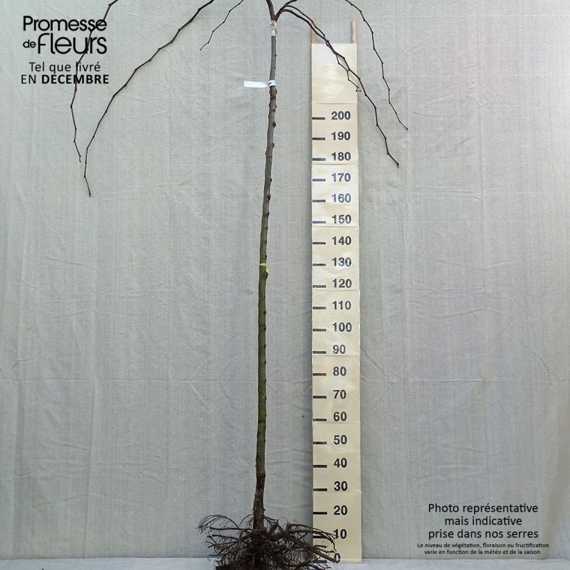 Spécimen de Orme à petites feuilles - Ulmus glabra Pendula tel que livré en hiver