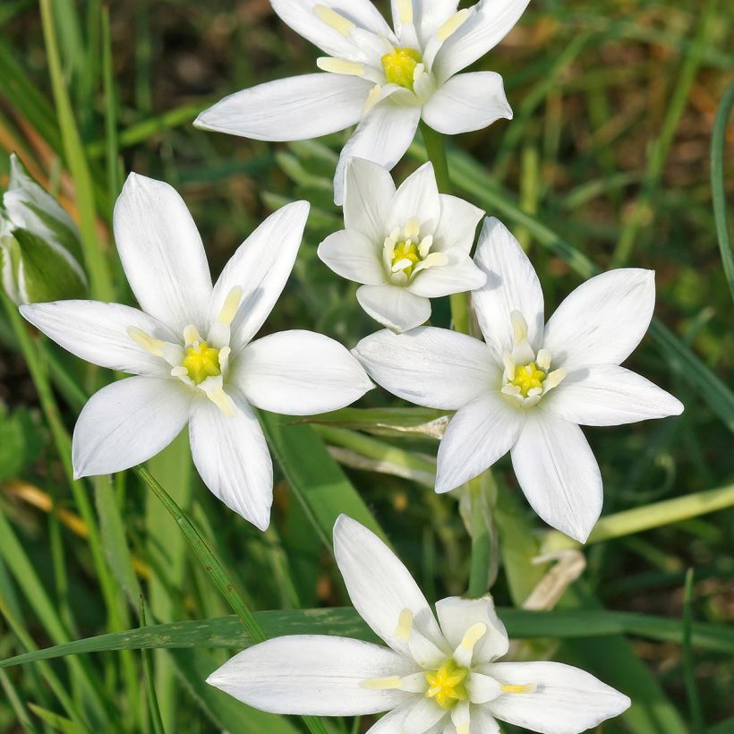 Ornithogale umbellatum - Dame d'onze heures (Floraison)