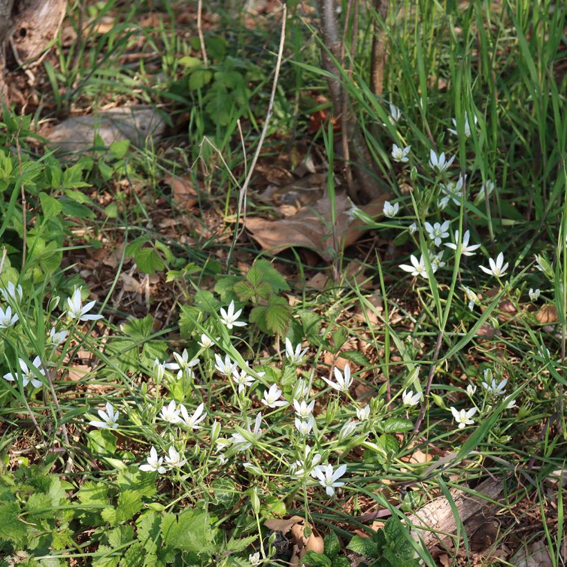 Ornithogale umbellatum - Dame d'onze heures (Port)