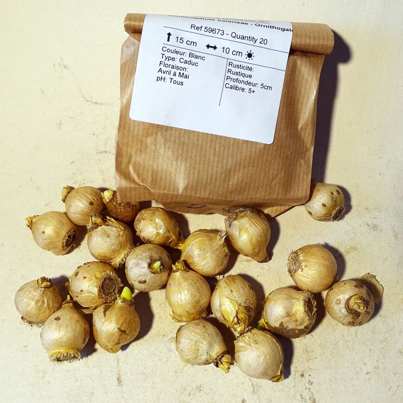 Exemple de spécimen de Ornithogalum balansae - Ornithogale Bulbe tel que livré