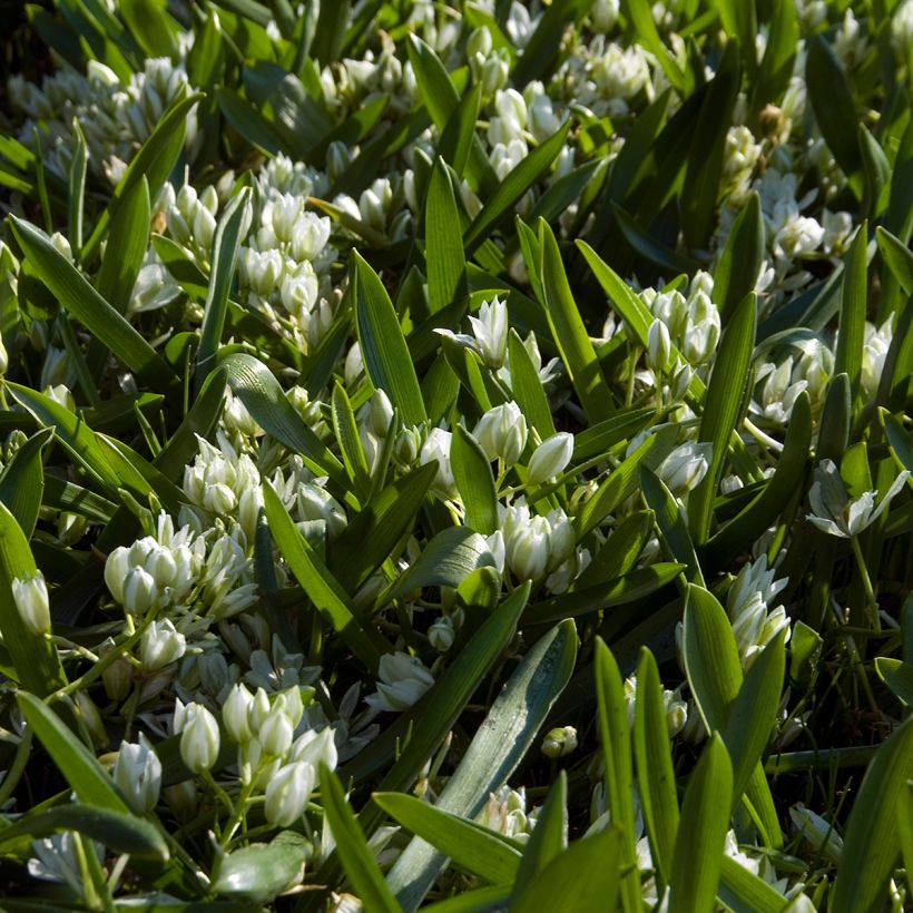 Ornithogalum balansae - Ornithogale (Port)