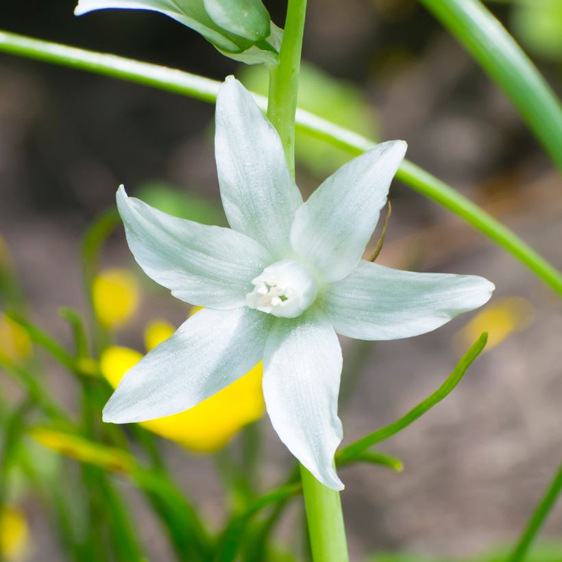 Ornithogalum nutans - Ornithogale penché (Floraison)