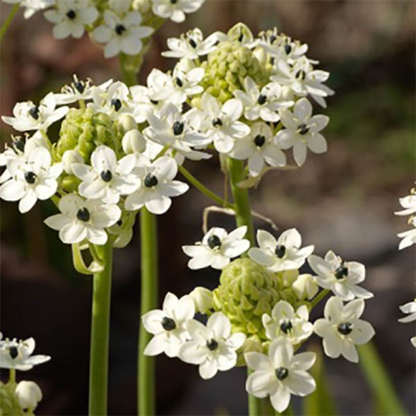 Ornithogale saundersiae - Etoile de Bethléem (Floraison)