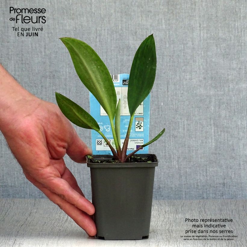 Spécimen de Orontium aquaticum - oronce - plante bougie Godet de 8/9 cm tel que livré en été