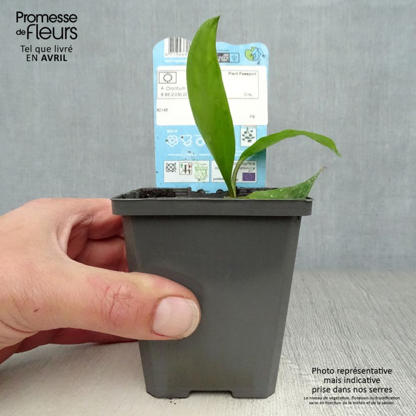 Spécimen de Orontium aquaticum - oronce - plante bougie Godet de 9cm tel que livré au printemps