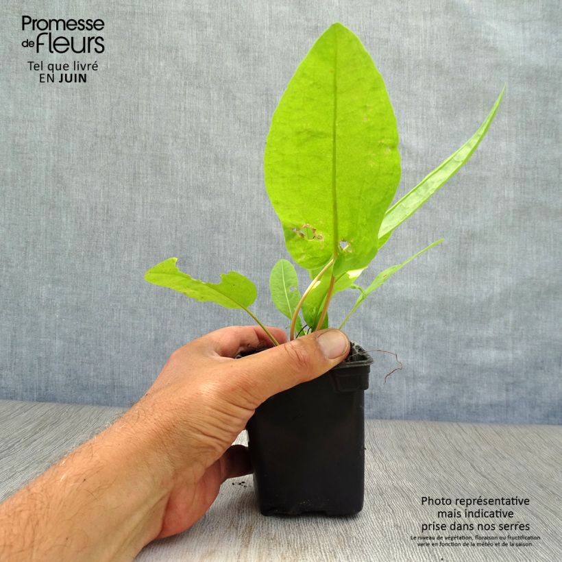 Spécimen de Oseille-Epinard BIO - Patience - Rumex patientia Godet de 8/9 cm tel que livré en été