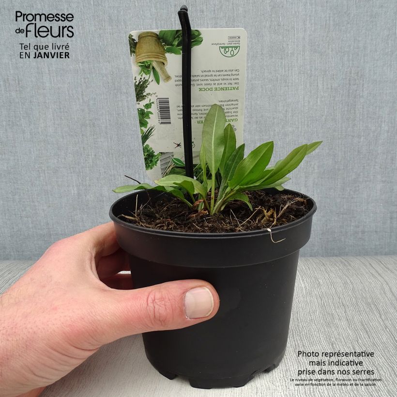 Spécimen de Oseille Epinard - Rumex patientia Pot de 1,5L/2L tel que livré en hiver