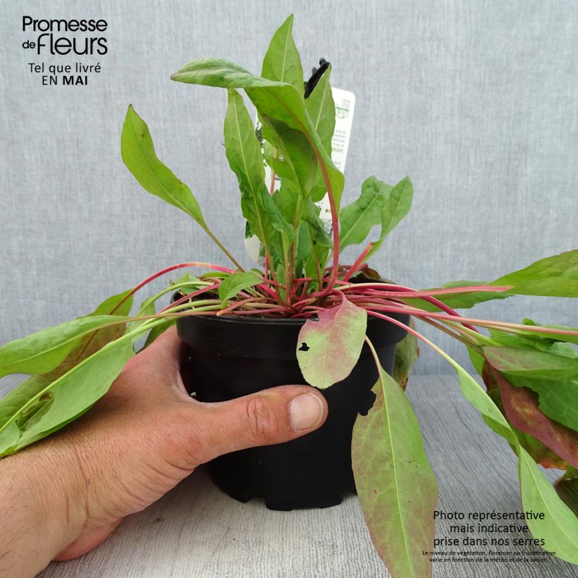 Spécimen de Oseille Epinard - Rumex patientia Pot de 1,5L/2L tel que livré au printemps