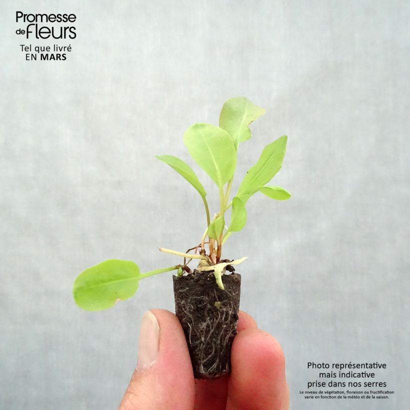 Spécimen de Oseille Large de Belleville en plants - Rumex acetosa - Mini-motte tel que livré au printemps