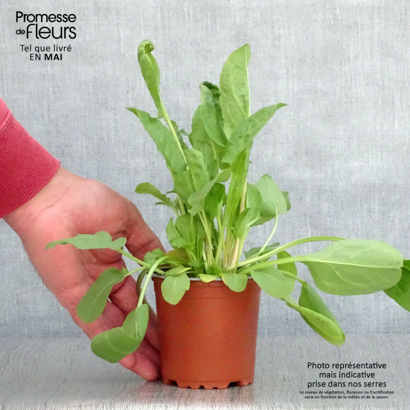 Spécimen de Oseille Large de Belleville en plants - Rumex acetosa godet de 8/9cm tel que livré au printemps