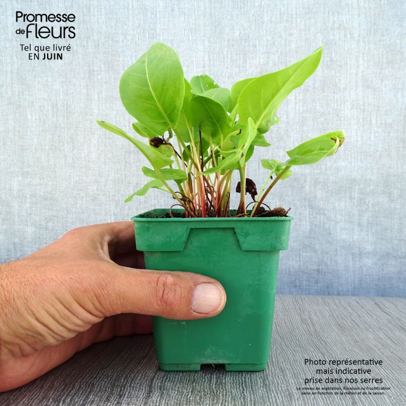 Spécimen de Oseille douce - Rumex scutatus en plants Pot de 10 cm/11cm tel que livré en été