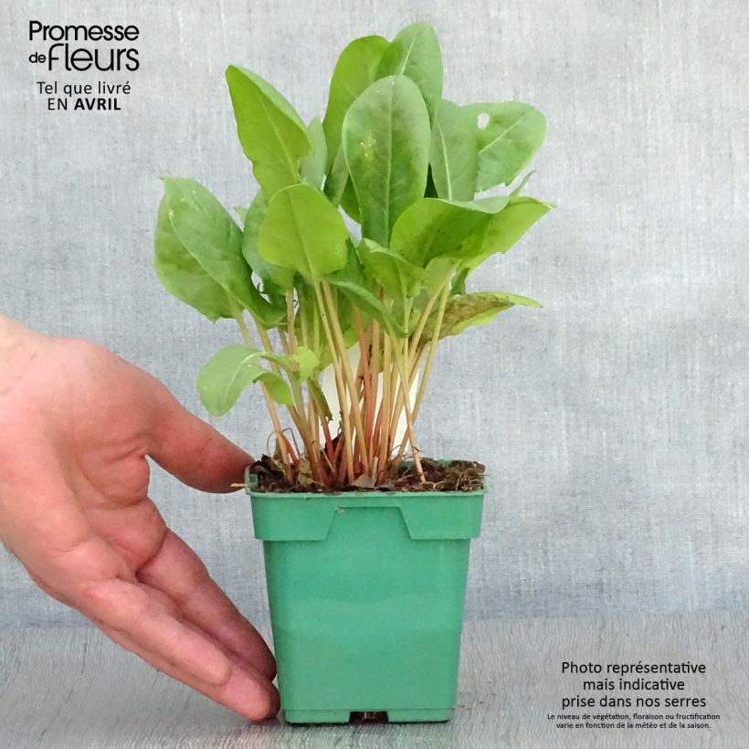 Spécimen de Oseille douce - Rumex scutatus en plants Pot de 12cm tel que livré au printemps