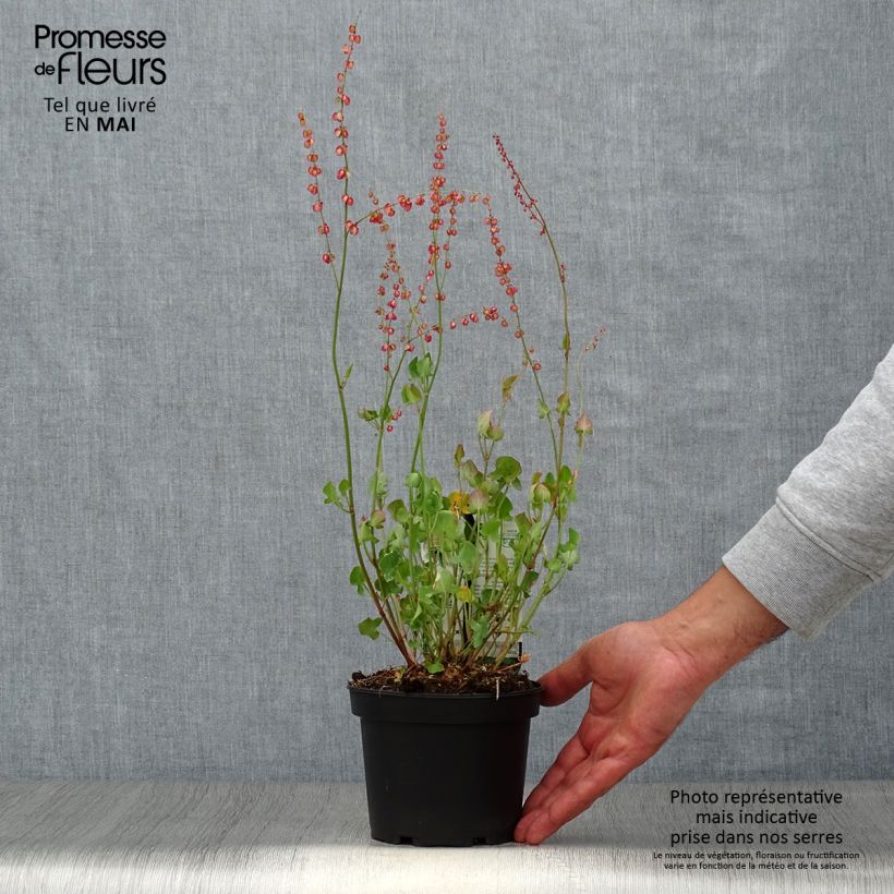 Spécimen de Oseille douce - Rumex scutatus en plants Pot de 1.5L/2L tel que livré au printemps