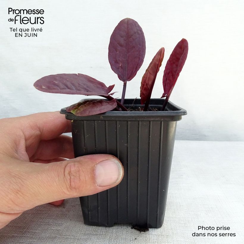 Spécimen de Oseille pourpre BIO - Rumex purpurea Godet de 8 cm tel que livré en été